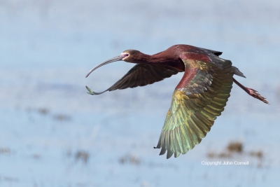 Flying-Bird;Ibis;Photography;Plegadis-chilhi;White-faced-Ibis;action;active;alof